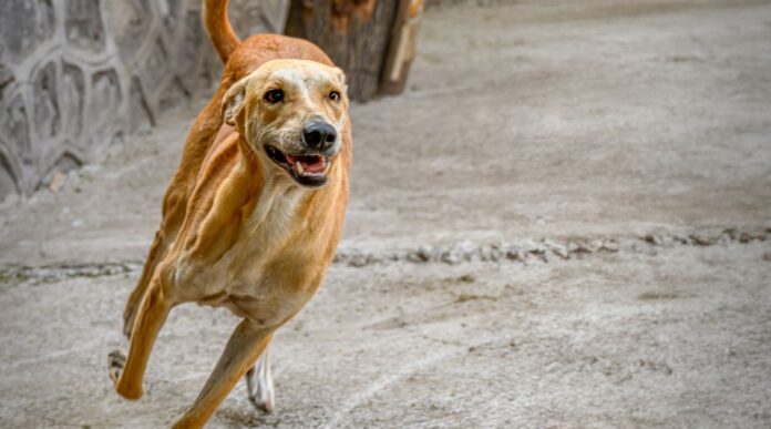 dog